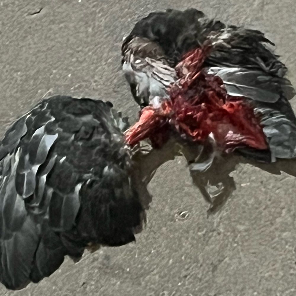 Vetements bird carcass